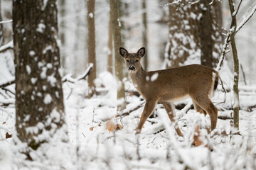 Canvas Print - White-tailed deer doe in snow