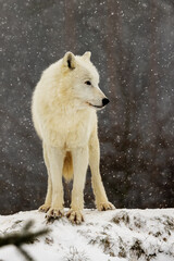 Arctic wolf (Canis lupus arctos) portrait in snowfall