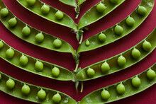 Green Pea Pods Laid Out On A Red Background. Top View. Food Concept.