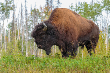 Wall Mural - wood bison bull (bison bison athabascae) in forest