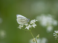 Green-veined White Butterfly On Cow Parsley. With A Money Spider Underneath.