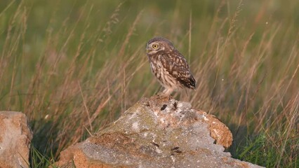 Wall Mural - Bird Little owl in natural habitat Athene noctua.