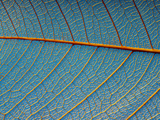 Wall Mural - leaf texture, leaf background with veins and cells - macro photography