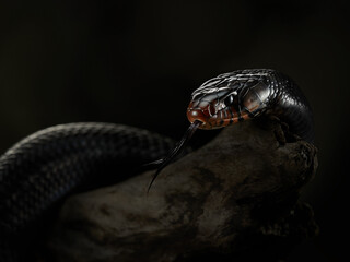 drymarchon on the black background, fog. snake art