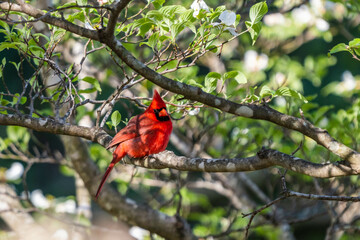 Wall Mural - red cardinal in a tree