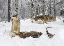 Wolves (Canis Lupus) Looks Up With Mouthful Full Of Fur Two Wolves Run In Background Winter