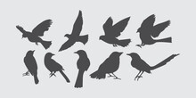 Set Of Black Bird Silhouettes. Vector Elements For Design Illustration.