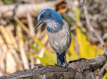  A Florida Scrub Jay Perched On A Log Looking For Nuts And Seeds. 