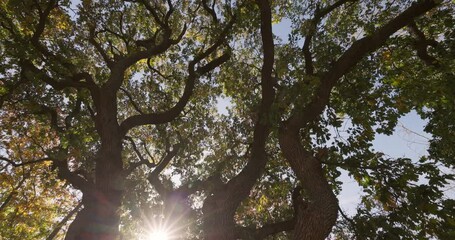 Wall Mural - Beautiful trees and sunlight in a mystic forest, 4k video