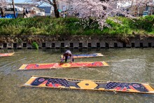 岩倉市　五条川でののんぼり洗いの風景
