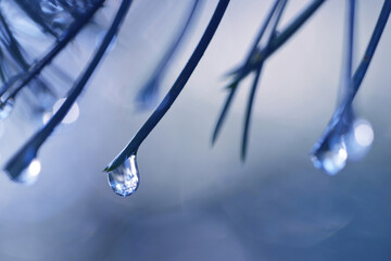 Wall Mural - Drops of rain on the needles of the pine branch close up. Nature background.