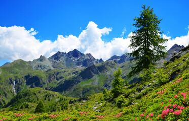 Wall Mural - gran paradiso national park. aosta valley, italy. beautiful mountain landscape in sunny day.