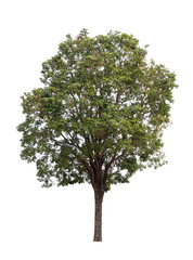 isolated single tree greenery botanical