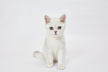 Wall Mural - A beautiful white kitten British Silver chinchilla on a white background