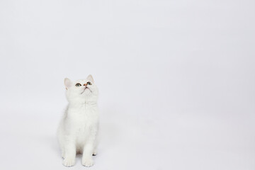 Wall Mural - A beautiful white kitten British Silver chinchilla on a white background