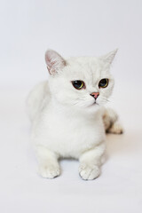 Wall Mural - A beautiful white cat British Silver chinchilla on a white background