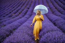 A Middle-aged Woman In A Lavender Field Walks Under An Umbrella On A Rainy Day And Enjoys Aromatherapy. Aromatherapy Concept, Lavender Oil, Photo Session In Lavender