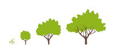 Fototapeta Desenie - Tree growth stages. Ripening period infographic progression. Tree life cycle seedling phases. Vector illustration.