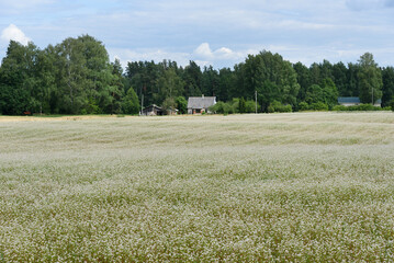 Poster - Growing buckwheat in bloom.