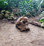 Fototapeta  - Tętni miłością żółwia