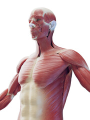 Wall Mural - 3D Rendered Medical Illustration of a man's muscular system