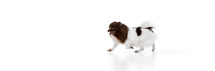 Wall Mural - Portrait of happy Pomeranian spitz dog isolated over white studio background. Concept of beauty, animal health, vet, action and motion