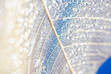Wall Mural - dewy leaf skeleton texture, leaf background with veins and cells - macro photography