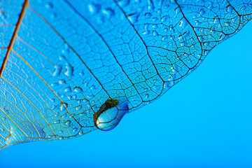 Wall Mural - dewy leaf skeleton texture, leaf background with veins and cells - macro photography