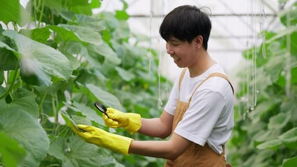 Wall Mural - Young Asia man farmer wear plastic glove standing in the greenhouse melon farm using magnifier to see insect on the melon leaf. Agricultural fresh organic farm and Cultivation in the city.