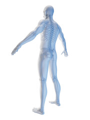 3D Rendered Medical Illustration of a man's skeletal system