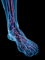 Wall Mural - 3D Rendered Medical Illustration of the veins of the foot