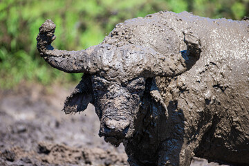 Wall Mural - African buffalo use mud to keep cool and offer protection against biting insects in South Africa