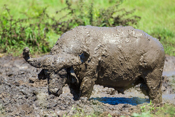 Wall Mural - African buffalo use mud to keep cool and offer protection against biting insects in South Africa