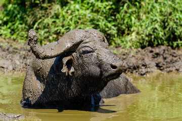 Wall Mural - African buffalo use mud to keep cool and offer protection against biting insects in South Africa