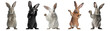 groupe de lapins debout sur leurs pattes - fond transparent - illustration ia