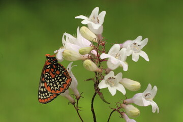 Poster - Baltimore checkerspot butterfly (euphydryas phaeton) on foxglove penstemon (penstemon digitalis) 