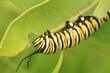 Monarch butterfly (Danaus plexippus) caterpillar eating milkweed closeup