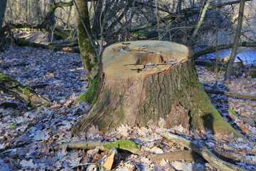 Wall Mural - old stump in wild forest