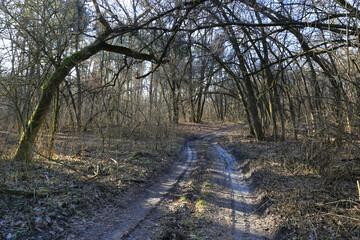 Wall Mural - rut road in forest