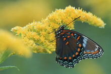 Red Spotted Purple Butterfly (limenitis Arthemis) On Goldenrod