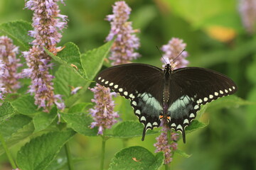 Sticker - Spicebush swallowtail butterfly male (papilio troilus) on anise hyssop flower