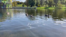 Team Of Ducks Floating Over Calm Water At Munich Olympic Park Lake On Sunny Day In Munich, Germany