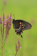 Sticker - Spicebush swallowtail butterfly (papilio troilus) on blue vervain (verbena hastata)