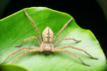Closeup Of Wide Spread Leggs Huntsman Spider, Palystes Species, Satara, Maharashtra, India..