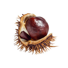 Chestnut Kernels In An Open Shell Isolated On A Transparent Background. High-quality Chestnut Isolate. Conker Isolated