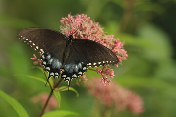 Wall Mural - Spicebush swallowtail butterfly female  (papilio troilus) on Joe Pye weed flower (Eutrochium purpureum)