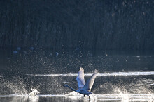 水面を走る白鳥