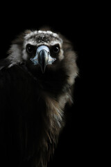 portrait of a white-backed vulture (gyps africanus)