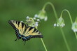 Eastern tiger swallowtail butterfly female (papilio glaucus) on nodding onion (Allium cernuum)