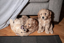 Six-week-old Poochon (Poodle & Bichon Mix) Puppies Playing On The Floor